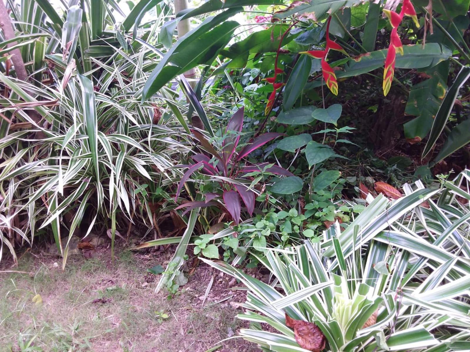 Port Antonio Brian'S Beach House Exterior photo